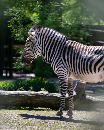 Podczas letnich upałów o komfort i bezpieczeństwo trzeba zadbać także w Warszawskim ZOO