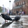 Polskę nawiedziła rekordowa fala upałów