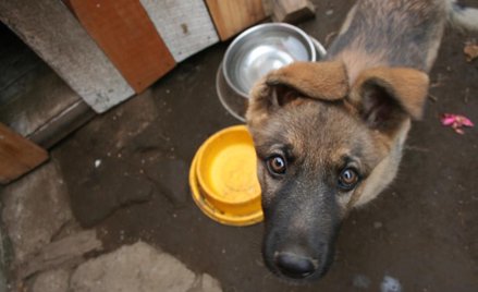 Brak światła dziennego to znęcanie się nad zwierzętami