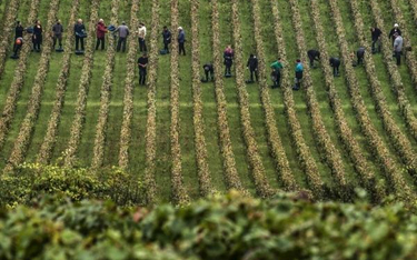 Burgundzkie winogrona dojrzewają na mocno nachylonych stokach