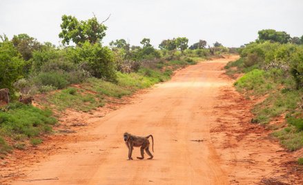 Pawian porwał lwiątko. "Opiekował się nim jak swoim dzieckiem"