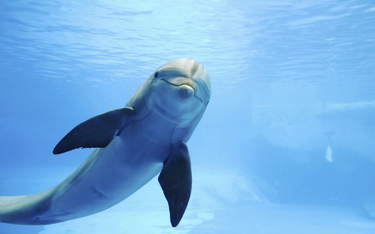 Ocean Atlantycki wyrzucił na wybrzeża 1100 martwych delfinów