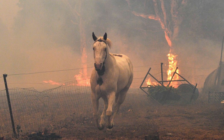 Pożary buszu w Nowej Południowej Walii, 2019 rok