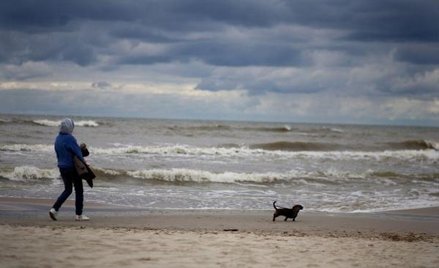 Na plażę z psem? Coraz częściej tak