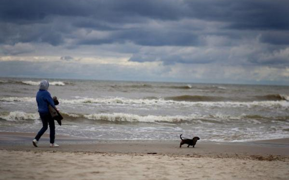 Na plażę z psem? Coraz częściej tak