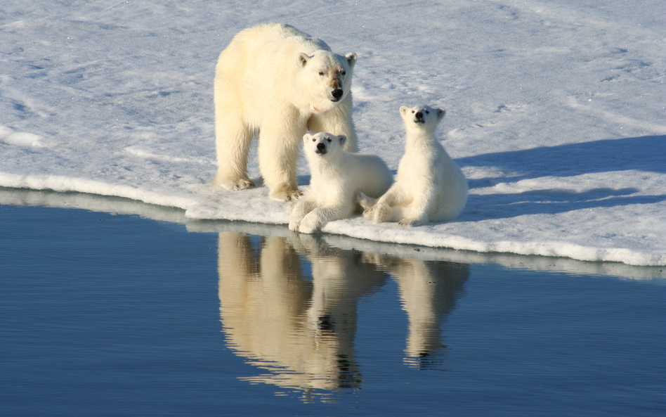 Zdaniem autorów raportu, WWF popiera handel skórami niedźwiedzi polarnych w ramach polityki tzw. zró