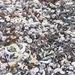 Śmierć setek tysięcy morskich stworzeń na Kamczatce