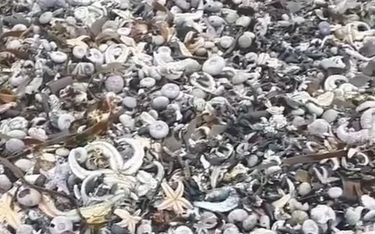 Śmierć setek tysięcy morskich stworzeń na Kamczatce