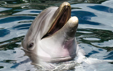Delfin w rzece Arno nową atrakcją Pizy