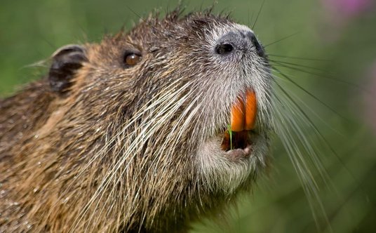 Nutria