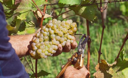 NSA: drożdże winiarskie to żywność