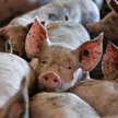 Z ciężkim zapachem od sąsiada da się walczyć