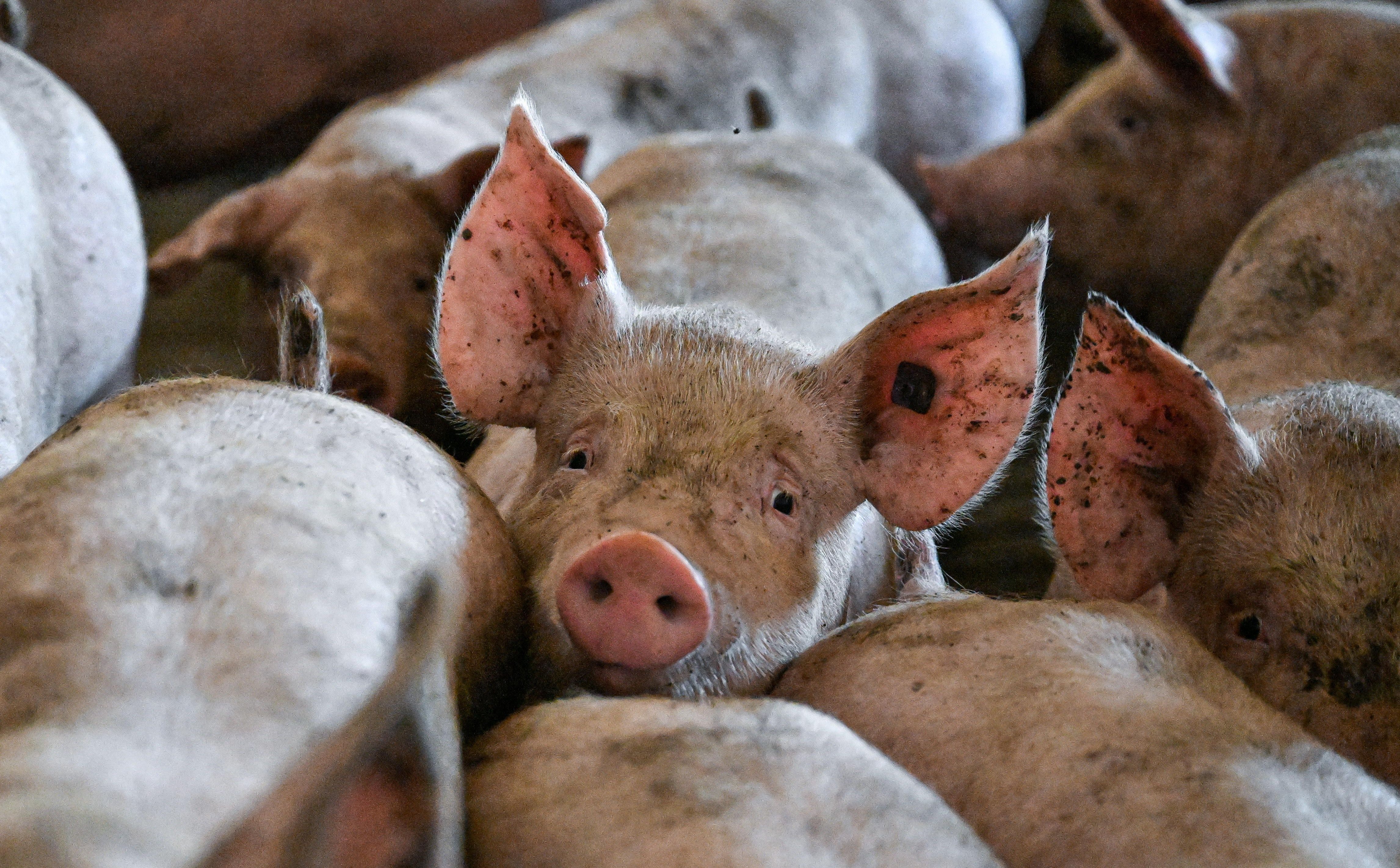 Z ciężkim zapachem od sąsiada da się walczyć