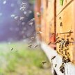 Ukradł lawetę z ulami. "Wszędzie martwe pszczoły"