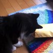 Tuxedo Stan