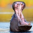 Kenia: Hipopotam zabił chińskiego turystę