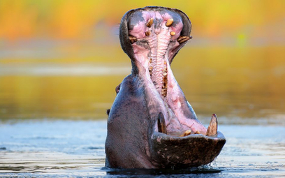 Kenia: Hipopotam zabił chińskiego turystę