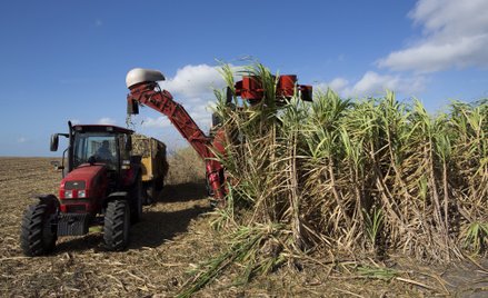 Cukrownictwo na Kubie jest na skraju upadku