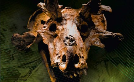 Bestie, które żyły przed nami. Nowa historia pochodzenia i ewolucji ssaków”, Elsa Panciroli, tłum. B