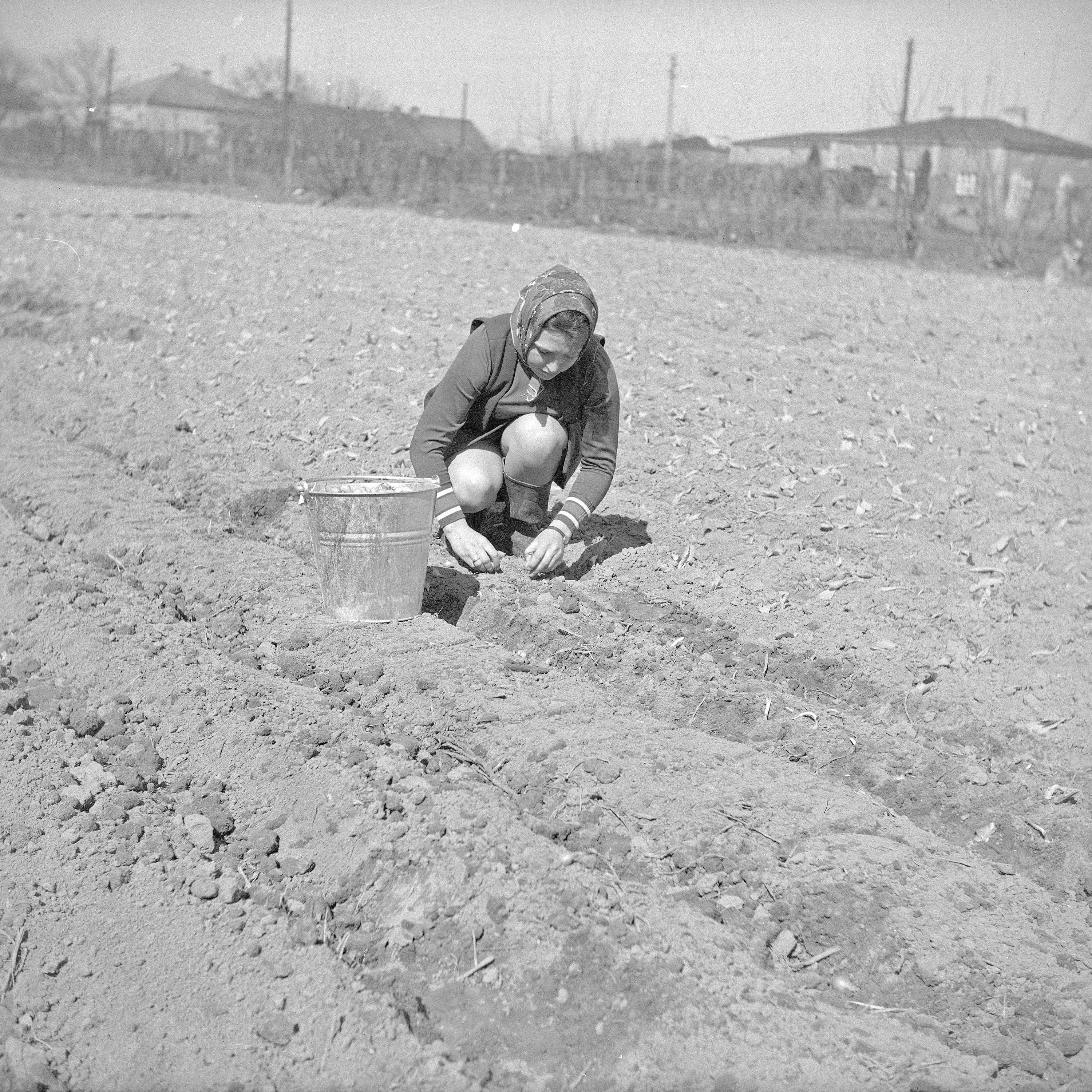 W trwałej ondulacji w pole i do obory