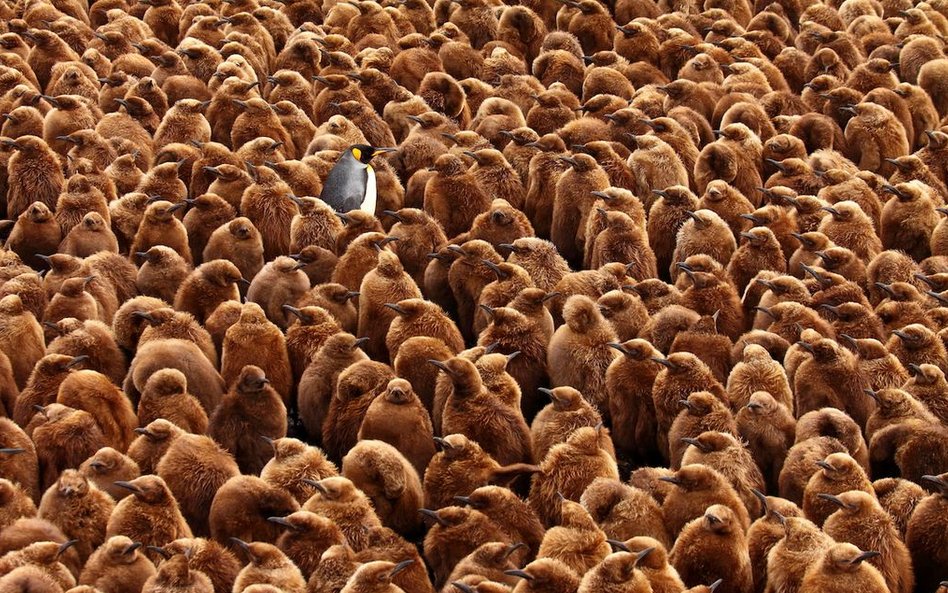 Król pingwin i pisklęta - najlepsze zdjęcie konkursu foto