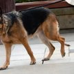 ?Zakłady nie mają specjalnych polis dla zwierząt, ale proponują pakiety, dzięki którym zwierzaki też