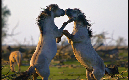 „Królestwo”, reż. Jacques Perrin i Jacques Cluzaud