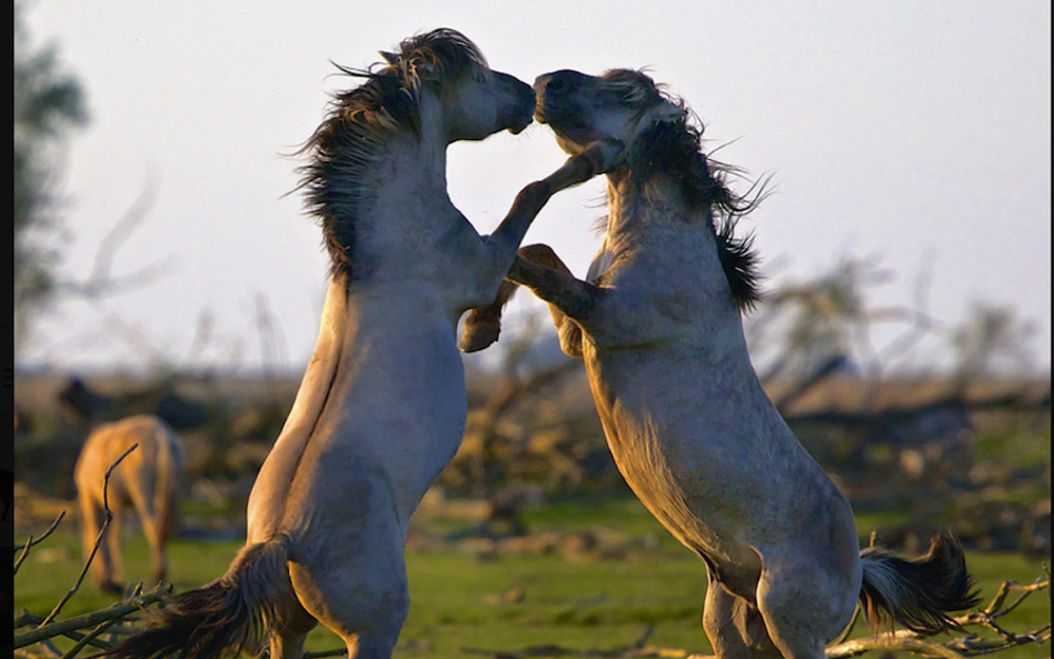 „Królestwo”, reż. Jacques Perrin i Jacques Cluzaud