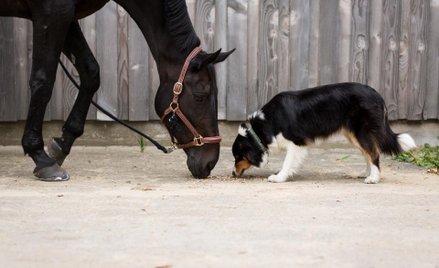 Kolejne fazy badań kandydatów na leki Bioceltiksu