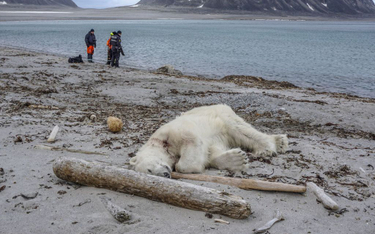Norwegia: Atak niedźwiedzia polarnego. Zwierzę zabito