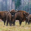 W krainie żubra chcą postawić farmę fotowoltaiczną. Kolejna próba inwestora