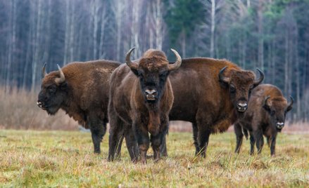 W krainie żubra chcą postawić farmę fotowoltaiczną. Kolejna próba inwestora
