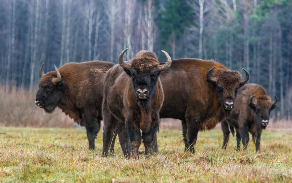 W Białowieży zapowiedź stanu wyjątkowego przyjęto ze spokojem. Turyści nie odwołują rezerwacji w kró