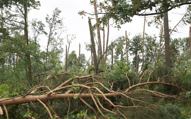 Ogromne straty Lasów Państwowych po burzach