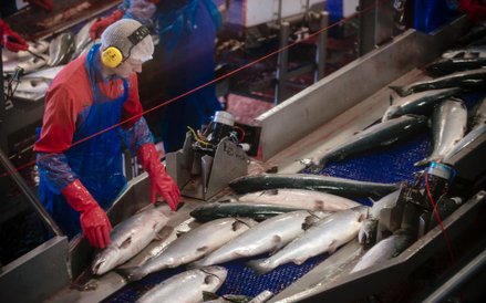 Norweski łosoś ratuje norweskie PKB