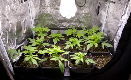 Francja: Ekonomiści apelują o legalizację marihuany