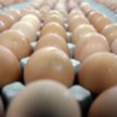 Jakość jaj pod lupą inspektora