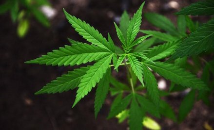 Marihuana w aptekach