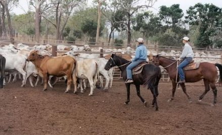 Wielkie ranczo do wzięcia