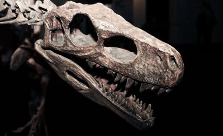 Kilka chwil zadecydowało o losie dinozaurów