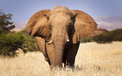 Financial Times: Kość słoniowa za 1 mld USD