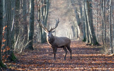 Zdjęcia do „Królestwa” kręcone na Podlasiu to ok. 10 proc. całego filmu.