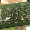 Kukurydziany labirynt w Delingsdorf, Niemcy (autor zdjęcia: Karsten Eggert)