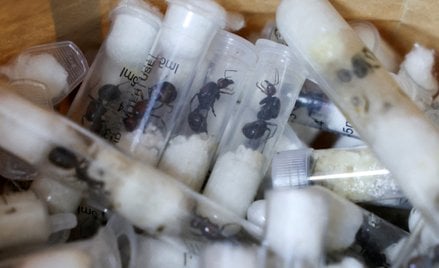 Rok więzienia bądź wysoka kara grzywny – orzekł kenijski Sąd Najwyższy w sprawie czterech mężczyzn, 