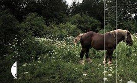 Rozmowa z Filipem Springerem o książce Miedzianka
