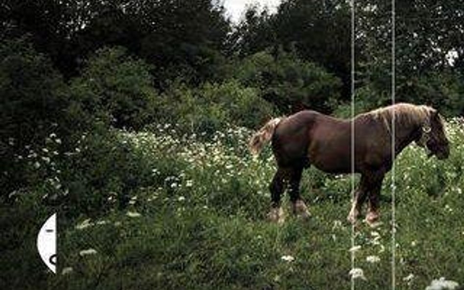 Rozmowa z Filipem Springerem o książce Miedzianka
