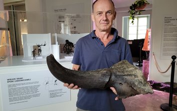 Róg prehistorycznego żubra stepowego - drugi tego typu artefakt wydobyty z dna Wisły w ostatnich dni