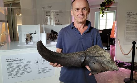 Róg prehitorycznego żubra stepowego - drugi tego typu artefakt wydobyty w dna Wisły w ostanich dniac
