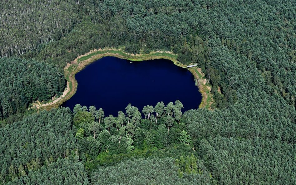 Przekształcenie gruntu leśnego, czyli odlesienie