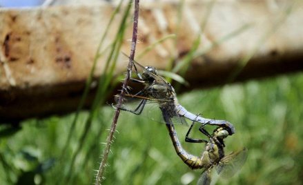 Ważki na tlenowej terapii